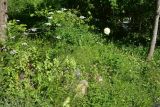 View full-size image Knautia montana