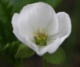 Rubus chamaemorus. Женский цветок. Санкт-Петербург, Юнтоловский лесопарк. 29.05.2011.