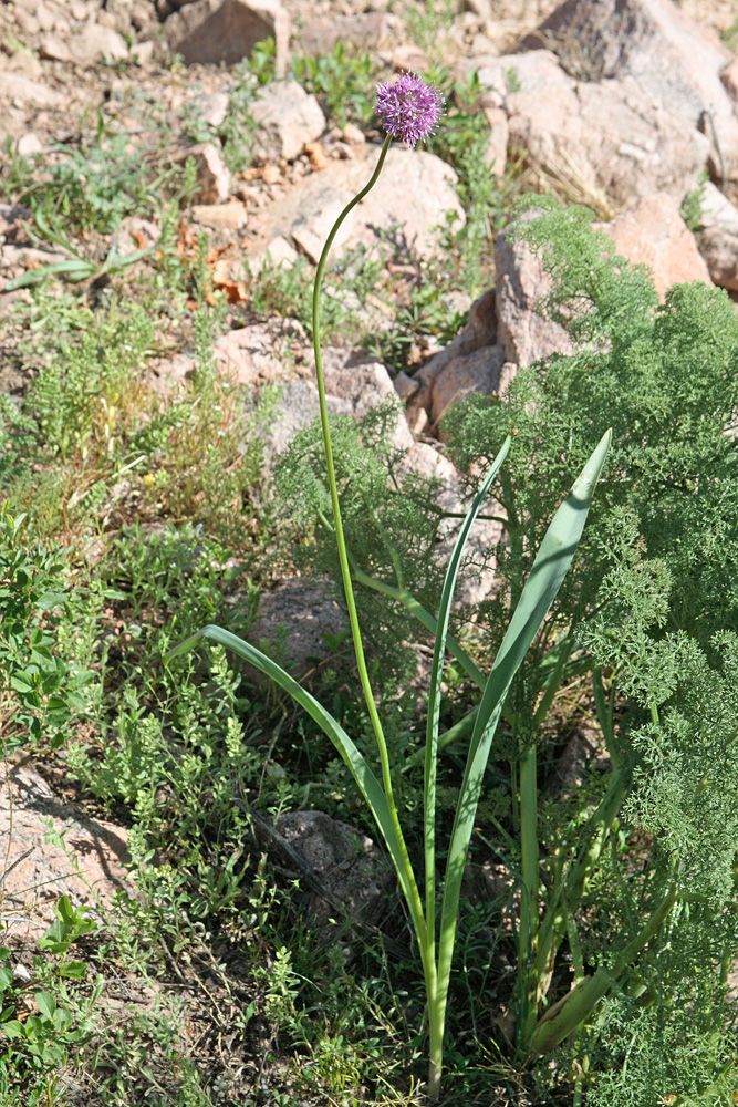 Image of Allium severtzovioides specimen.