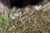 Scilla puschkinioides. Цветущее растение. Узбекистан, Чаткальский биосферный заповедник, ущ. Башкызылсай. 21.03.2011.