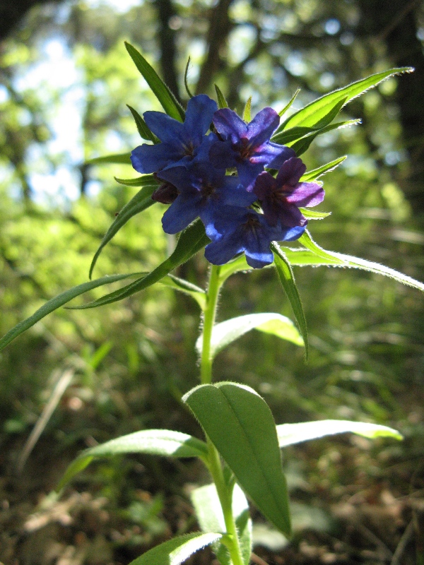 Изображение особи Aegonychon purpureocaeruleum.