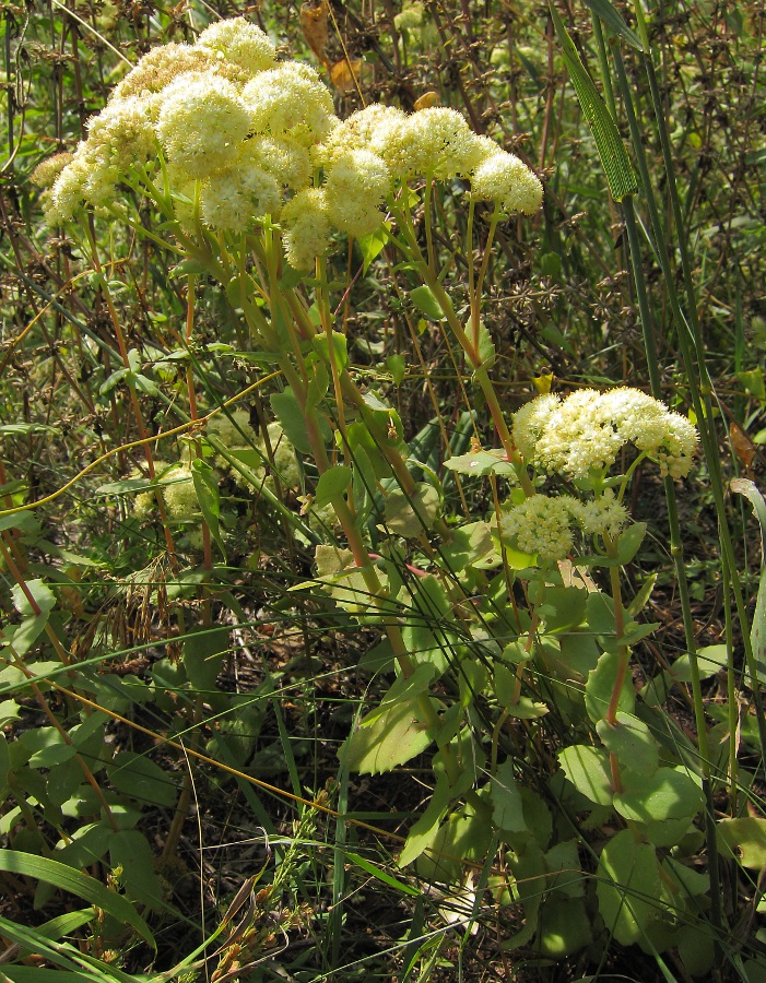 Image of Hylotelephium maximum specimen.