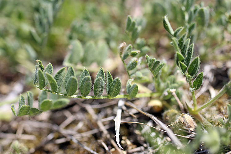 Image of Astragalus sesamoides specimen.