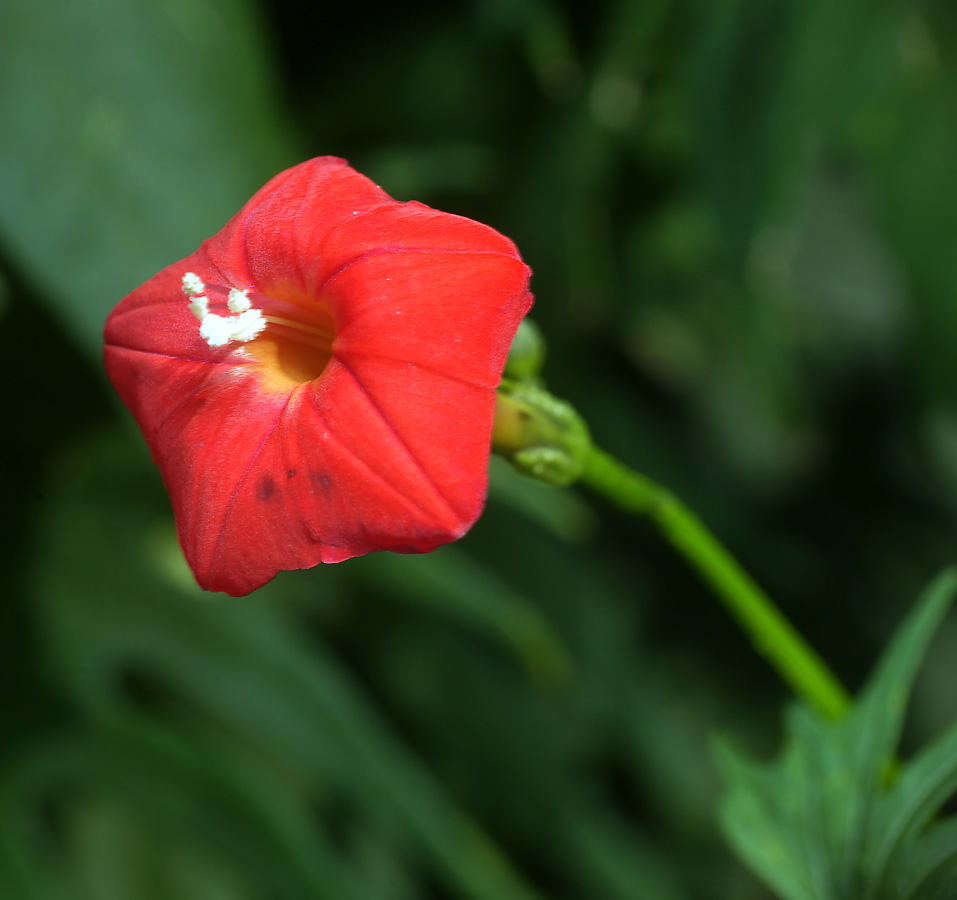 Изображение особи Ipomoea &times; multifida.