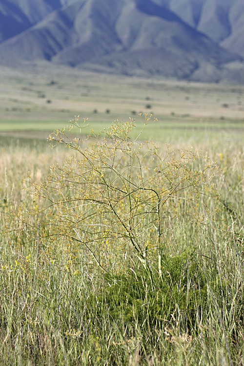 Изображение особи Ferula karatavica.