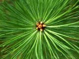 Pinus sylvestris