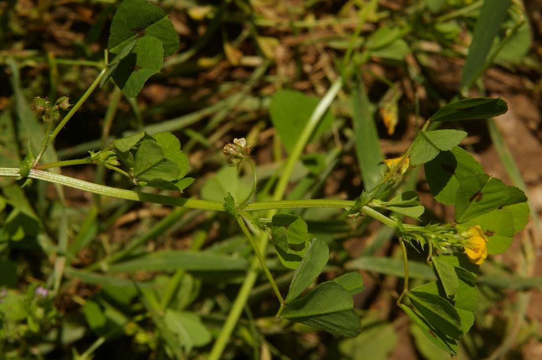 Image of Medicago arabica specimen.