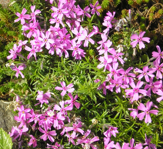 Изображение особи Phlox subulata.