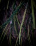 Casuarina equisetifolia