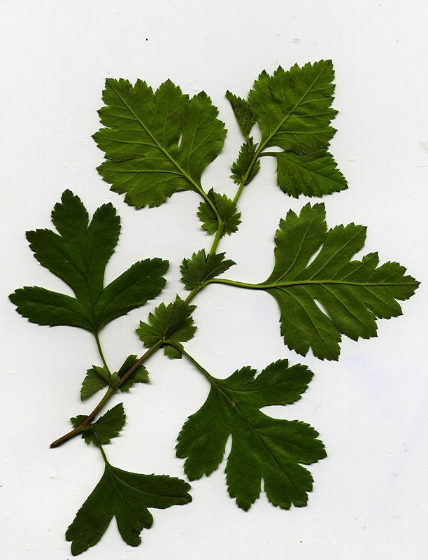 Image of Crataegus rhipidophylla specimen.