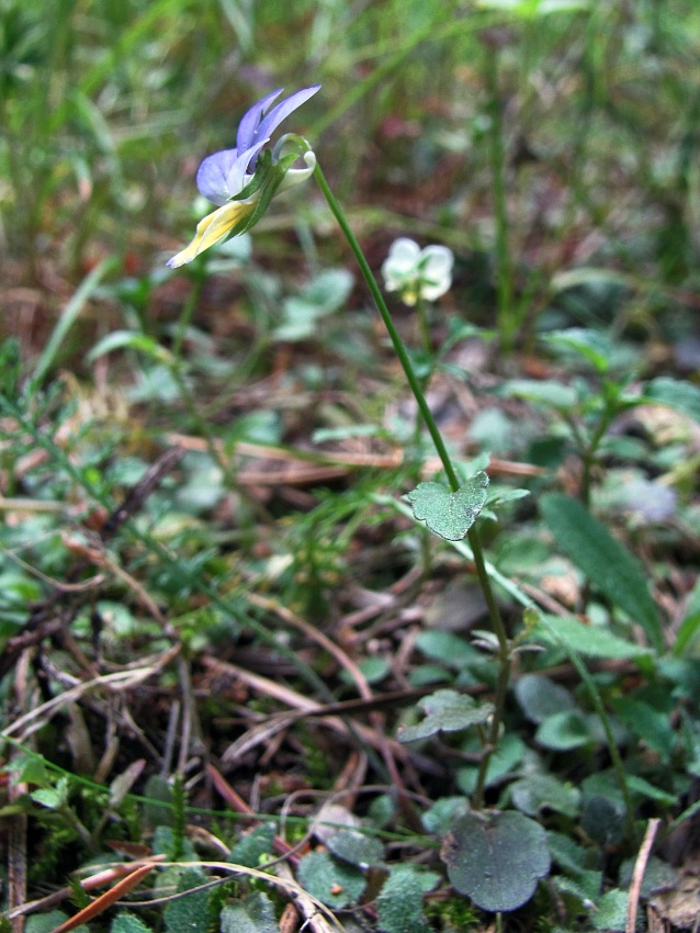 Image of Viola tricolor specimen.