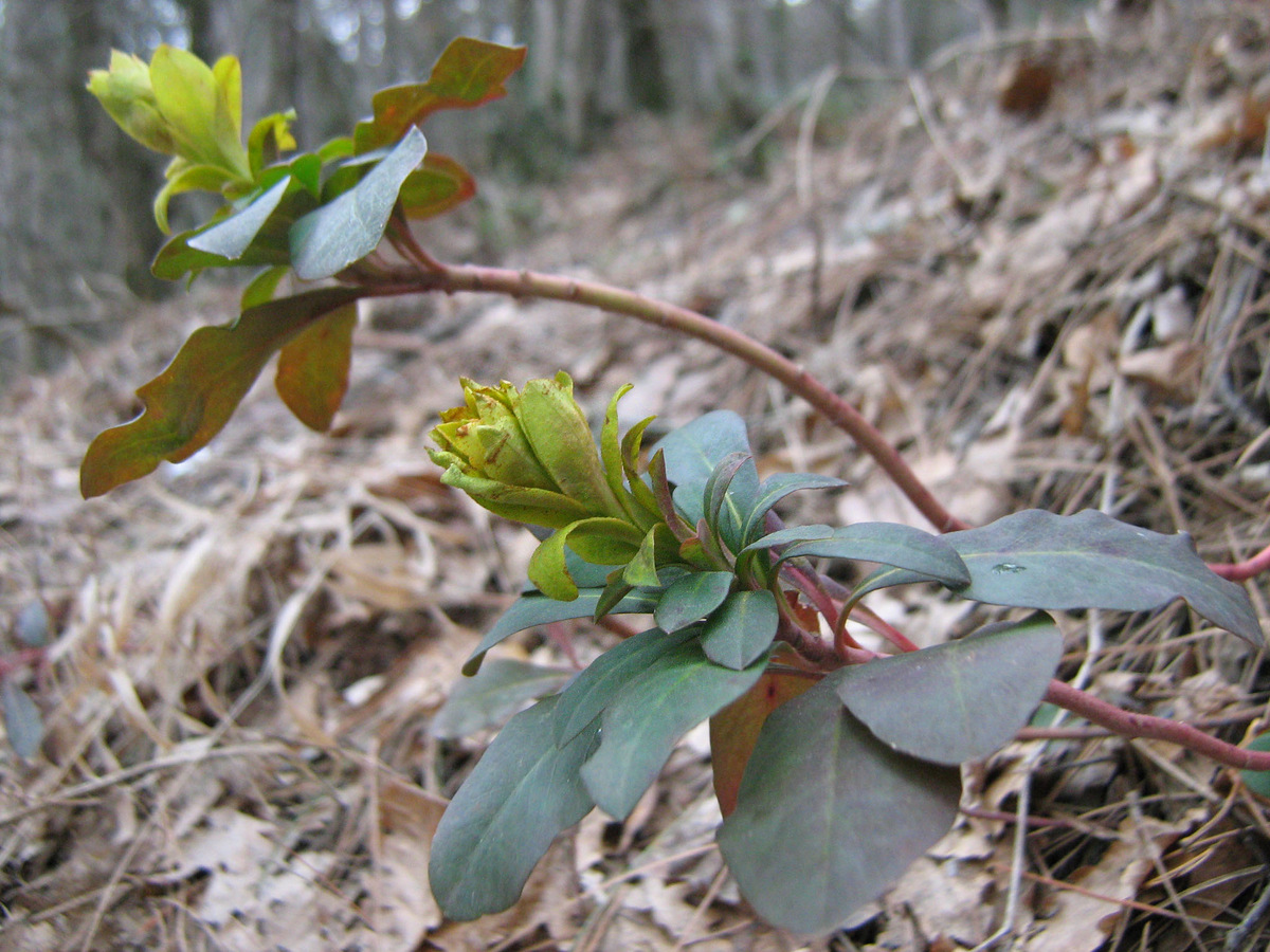 Изображение особи Euphorbia amygdaloides.