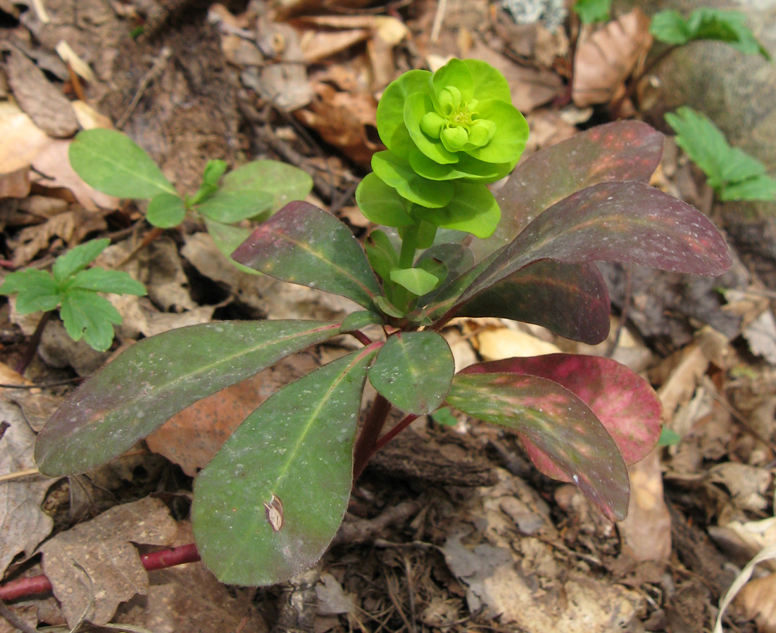 Image of Euphorbia amygdaloides specimen.