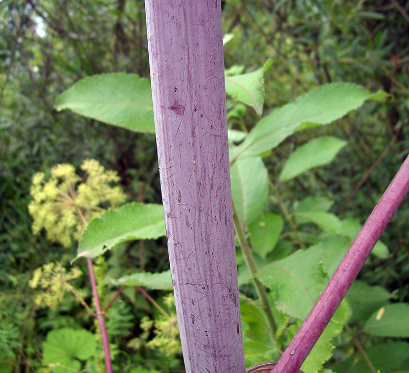 Изображение особи Archangelica officinalis.