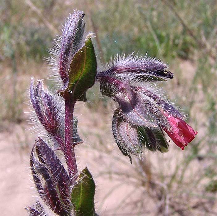 Изображение особи Onosma polychroma.