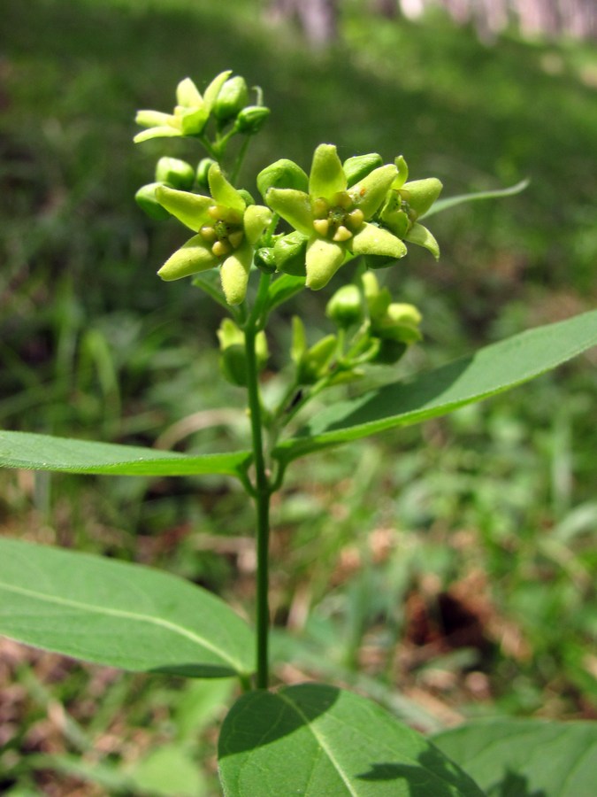 Image of Vincetoxicum juzepczukii specimen.