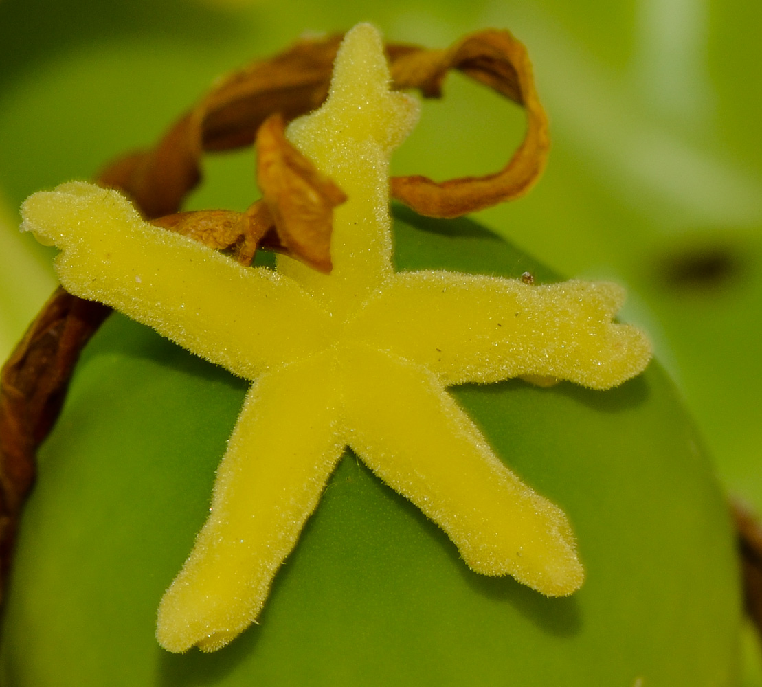 Image of Carica papaya specimen.