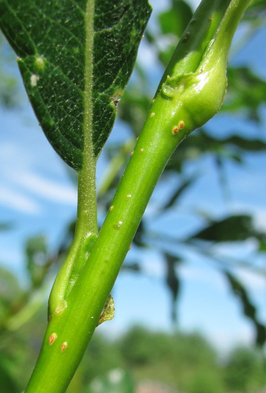 Image of Salix phylicifolia specimen.