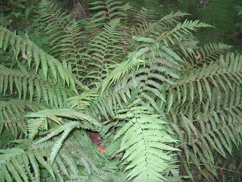 Image of Dryopteris filix-mas specimen.