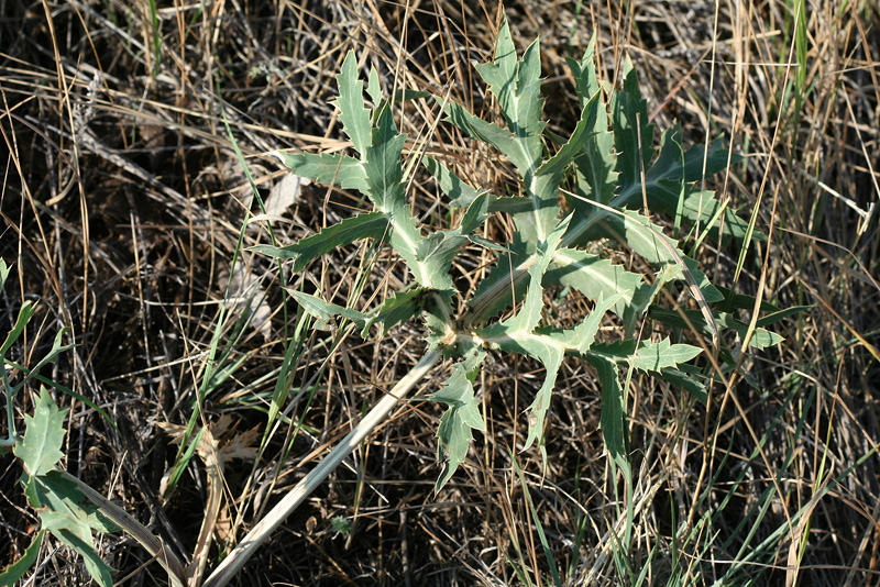 Изображение особи Eryngium campestre.