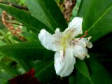 Rhododendron caucasicum