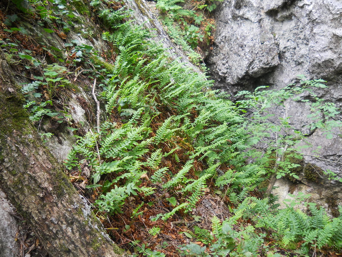 Image of Polypodium vulgare specimen.