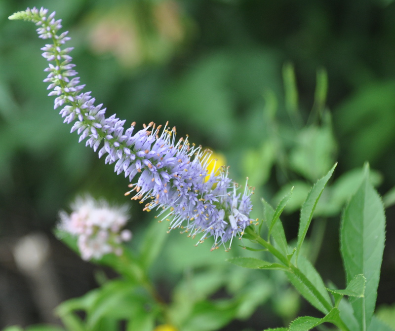 Image of Veronicastrum sibiricum specimen.