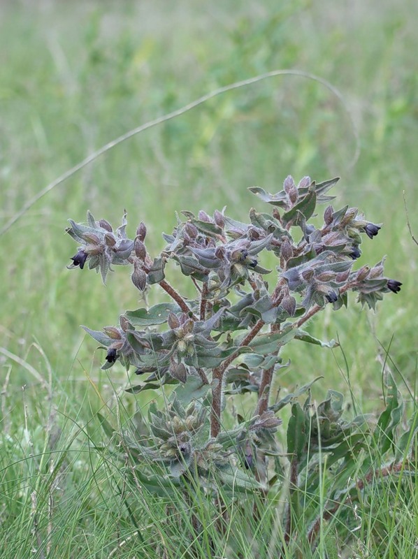 Image of Nonea rossica specimen.