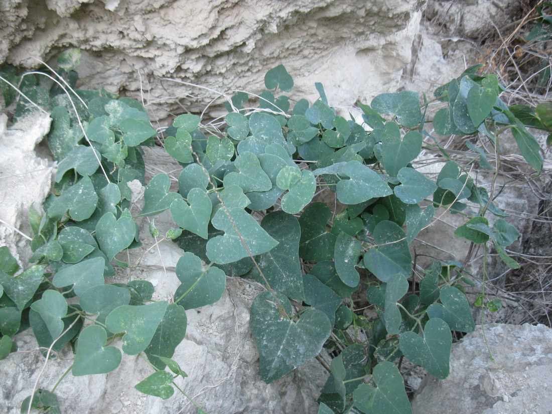 Image of Cynanchum acutum specimen.