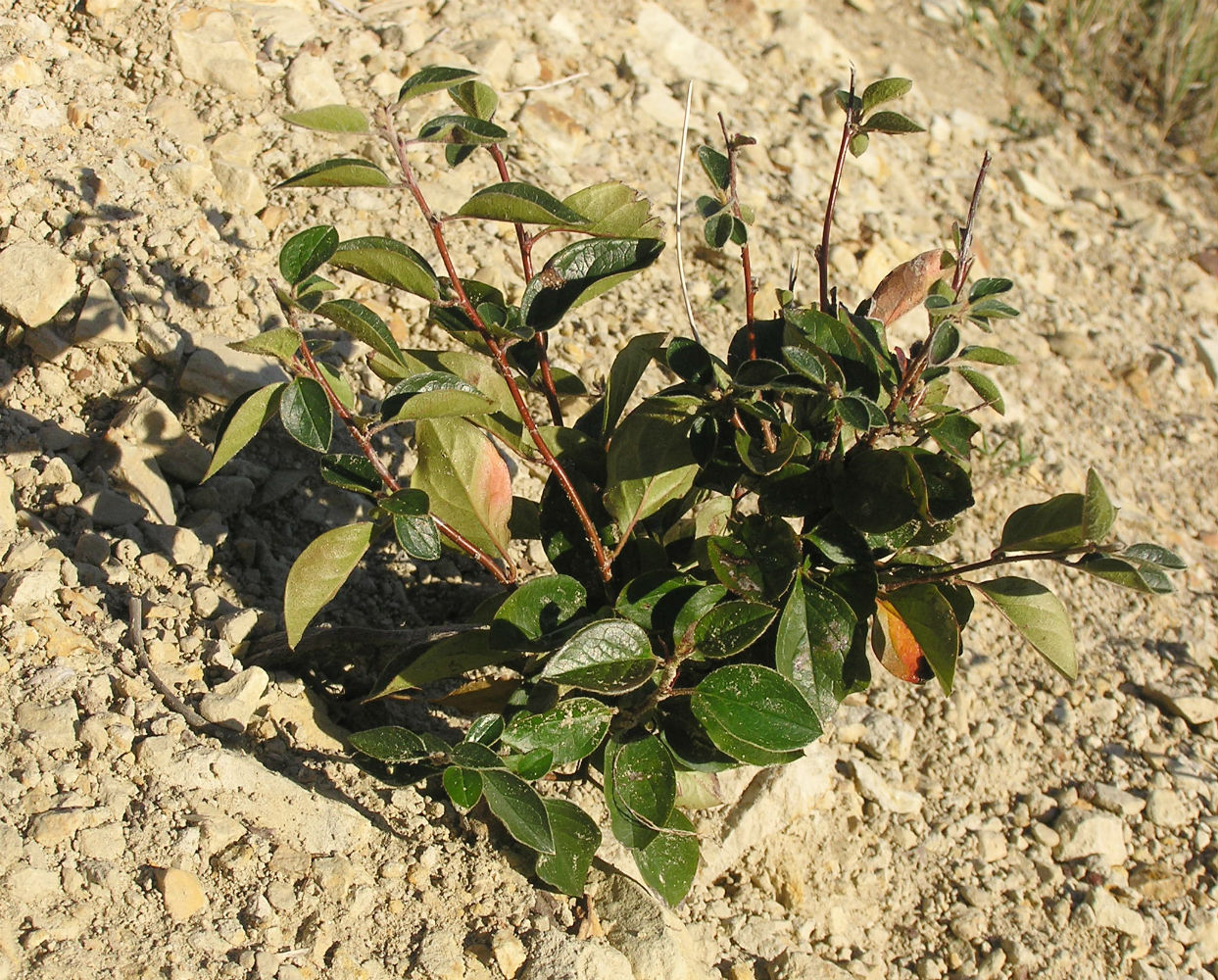 Image of Cotoneaster lucidus specimen.