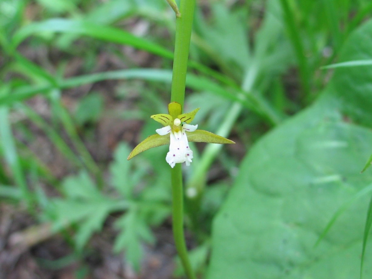 Изображение особи Oreorchis patens.