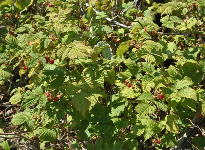 Изображение особи Rubus matsumuranus.