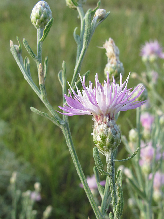 Image of Centaurea majorovii specimen.