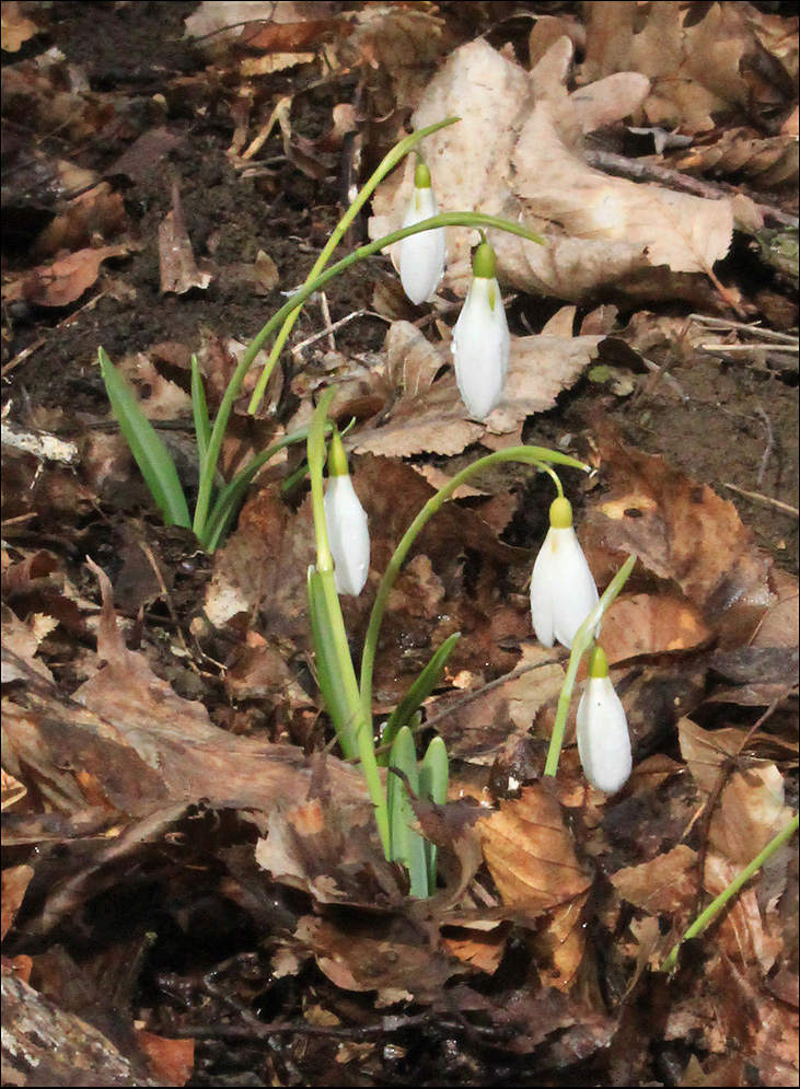 Изображение особи Galanthus plicatus.