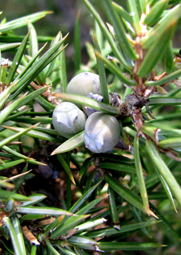 Изображение особи Juniperus hemisphaerica.