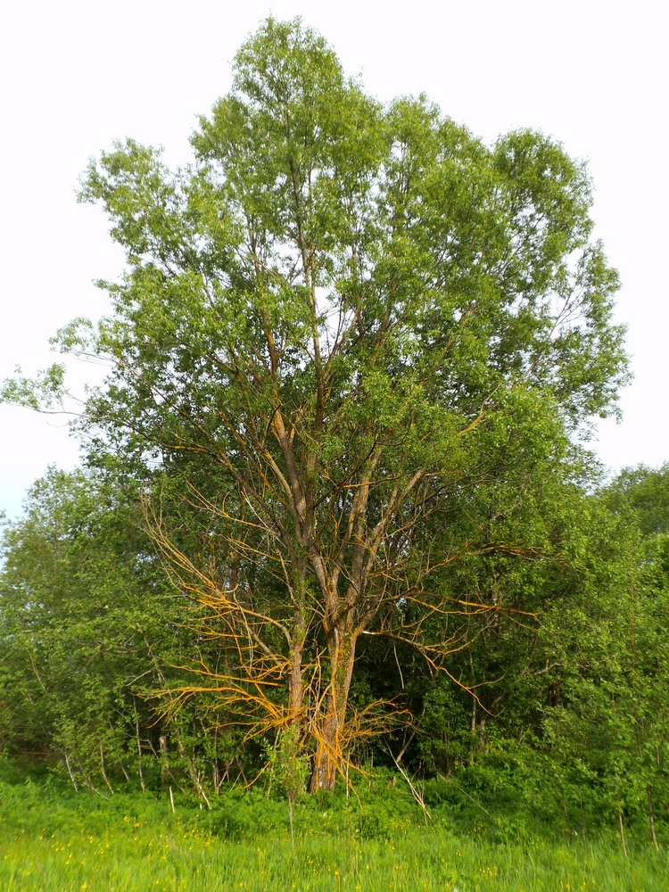 Image of Salix &times; meyeriana specimen.