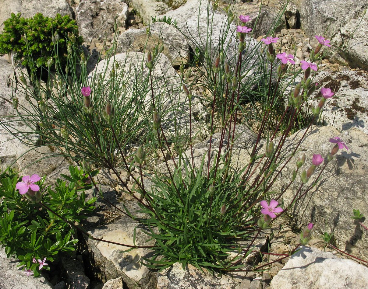 Image of Saponaria &times; olivana specimen.