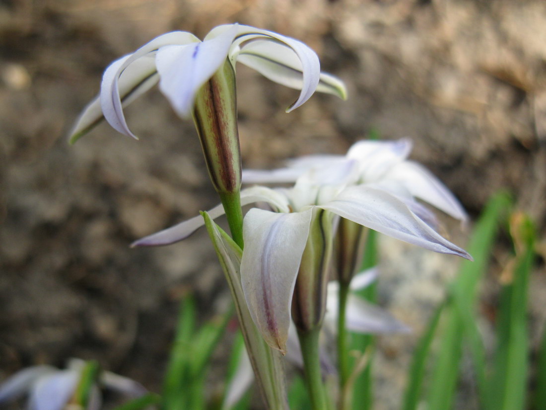 Image of Ipheion uniflorum specimen.