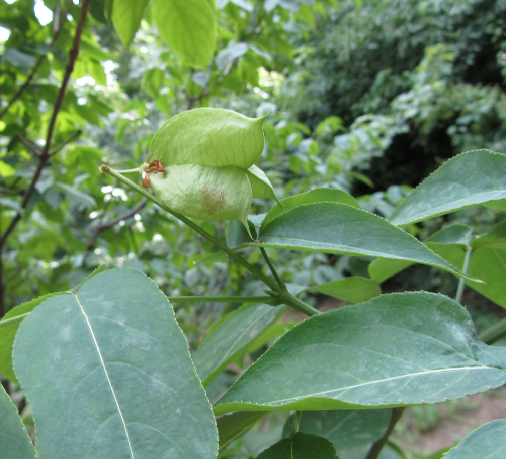 Изображение особи Staphylea colchica.