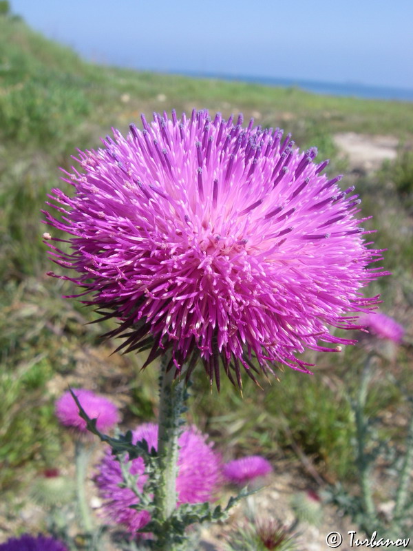 Image of Carduus uncinatus ssp. davisii specimen.