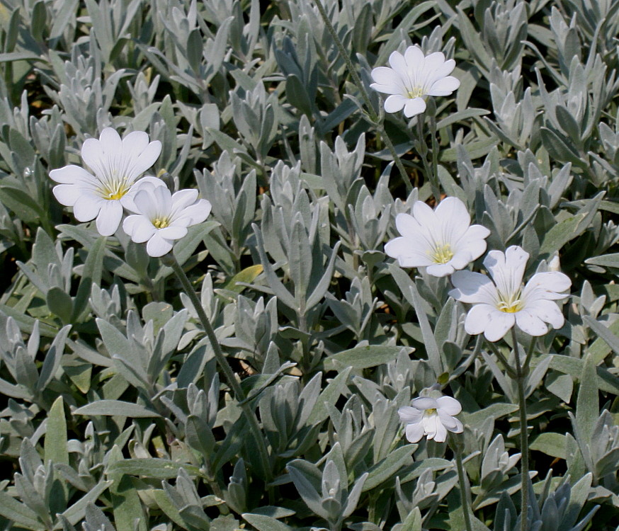 Image of Cerastium biebersteinii specimen.