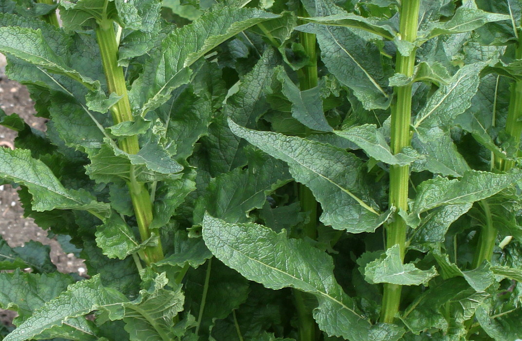 Image of Verbascum pyramidatum specimen.