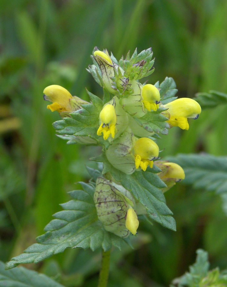 Image of Rhinanthus minor specimen.