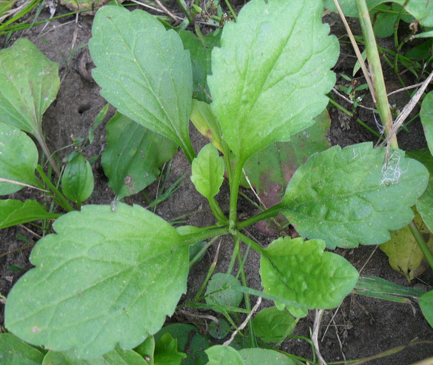 Изображение особи Erigeron annuus.