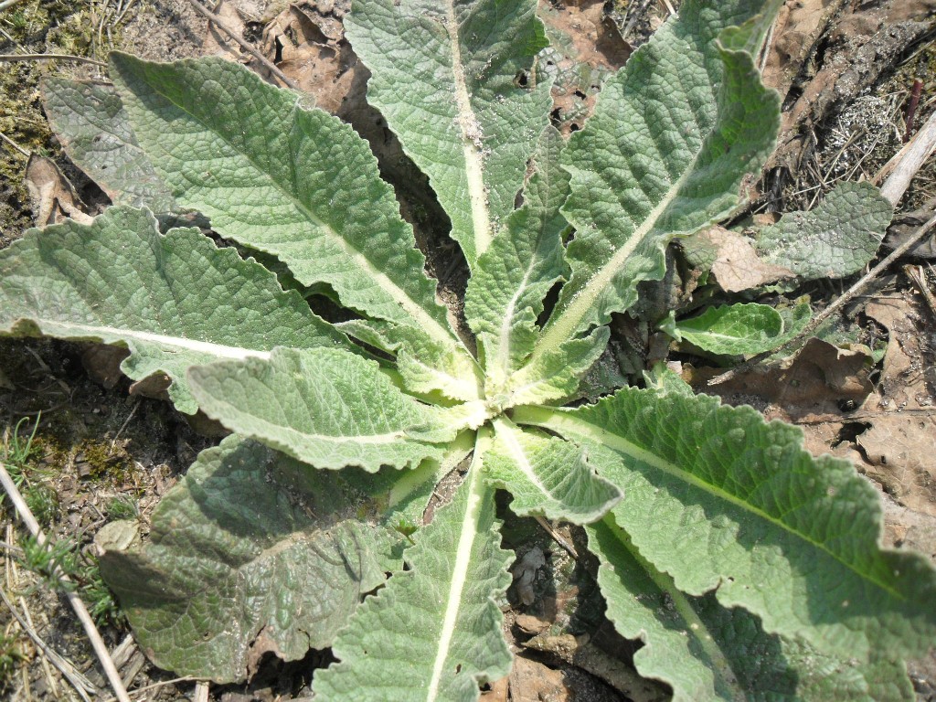 Image of genus Verbascum specimen.