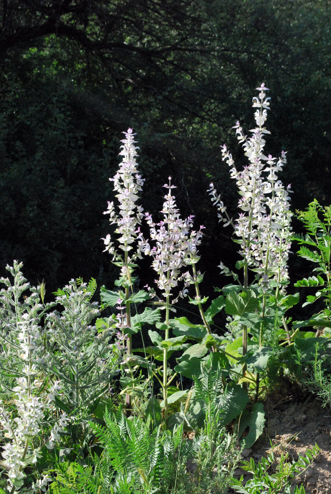 Image of Salvia sclarea specimen.