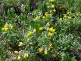 Thermopsis alpina