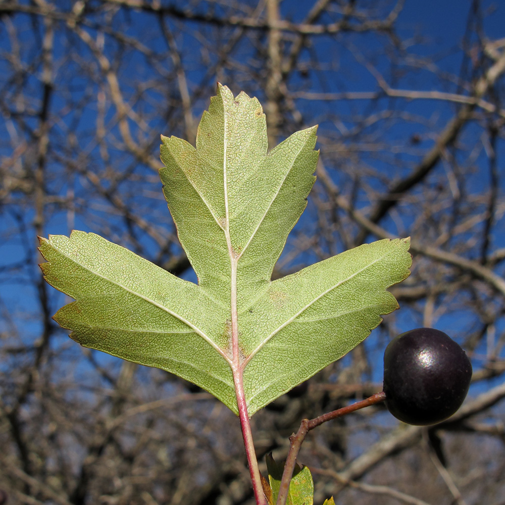 Image of Crataegus pentagyna specimen.