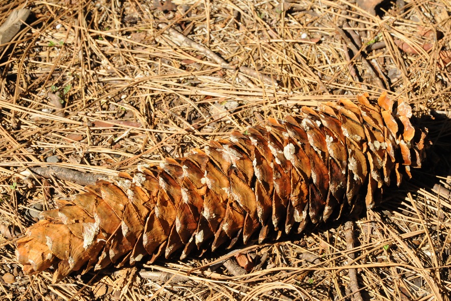 Image of Pinus lambertiana specimen.