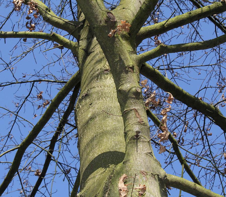 Изображение особи Quercus coccinea.